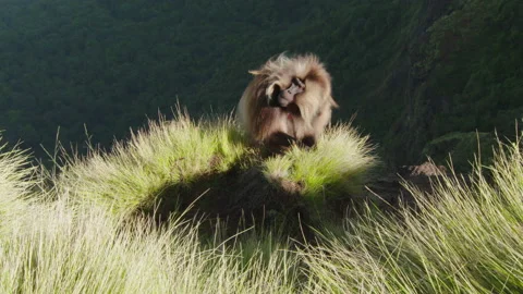 Gelada monkey scratching self, Ethiopia 스톡 동영상 138887259