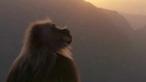 Gelada monkey shouting, Ethiopia Video stock 138887701