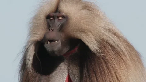 Gelada monkey shouting, Ethiopia Stock Footage 138887826
