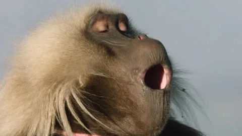 Gelada monkey shouting, Ethiopia Stock Footage 138893431