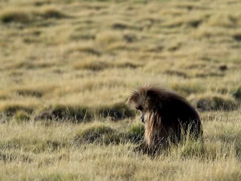 Gelada Monkey (Theropithecus gelada) grazing in grass Ethiopia Stock Photos