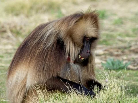 Gelada Monkey (Theropithecus gelada) grazing showing teeth Ethiopia Stock Photos