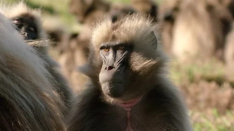 Gelada monkey tired shutting down, Ethiopia Vídeo Stock 138893533