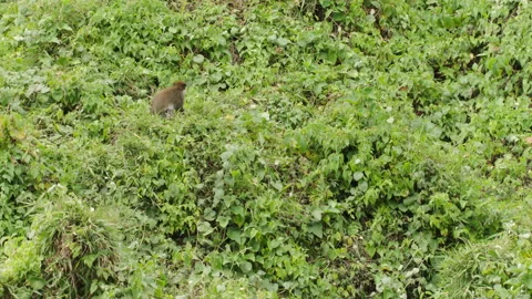 Gelada monkey walking amidst plants, Guassa, Ethiopia Video stock 138890598