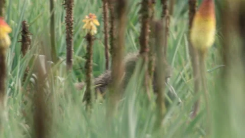 Gelada monkey walking among plants, Ethiopia Stock-Footage 138892931