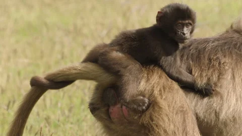 Gelada monkey walking with baby on back, Ethiopia Vídeo Stock 138893811