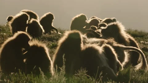 Gelada monkeys cleaning each other, Ethiopia Vídeo Stock 138893300