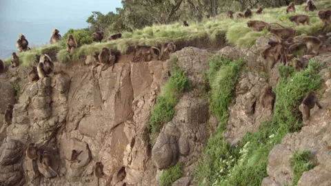 Gelada monkeys climbing down and up rocks, Ethiopia 스톡 동영상 138893450
