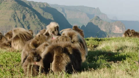 Gelada monkeys close together with one shouting, Ethiopia Stockbeeldmateriaal 138893468