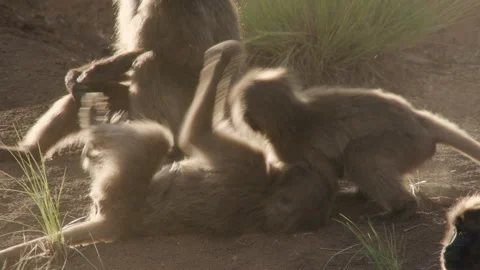 Gelada monkeys fighting together showing dominance, Ethiopia Stock Footage