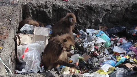 Gelada monkeys 스톡 동영상 336406653