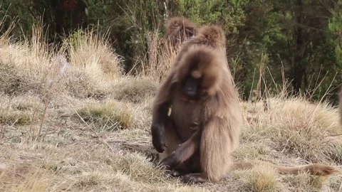 Gelada monkeys Stock Footage 336406668
