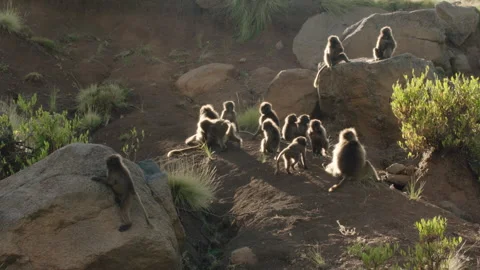 Gelada monkeys group playing together, Ethiopia Vidéo 138893728