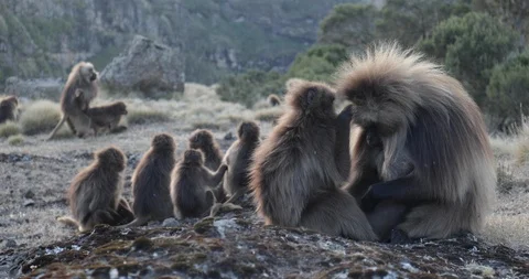 Gelada monkeys in the Simien Mountains Video stock 114111736