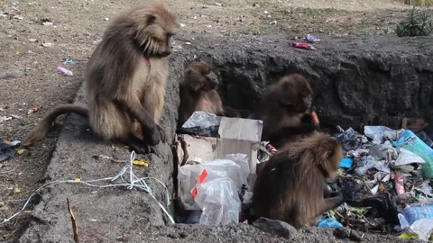 Gelada monkeys (Theropithecus gelada) in a dump in Simien mountains, Ethiopia Stock Footage 336406658