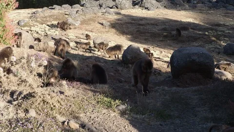 Gelada monkeys (Theropithecus gelada) in Simien mountains, Ethiopia, Africa Stockbeeldmateriaal 102322136