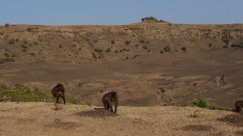 Gelada monkeys (Theropithecus gelada) in Simien mountains, Ethiopia, Africa 库存影片 104085711