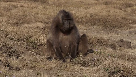 Gelada monkeys (Theropithecus gelada) in Simien mountains, Ethiopia, Africa Stockbeeldmateriaal 107193919