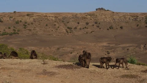 Gelada monkeys (Theropithecus gelada) in Simien mountains, Ethiopia, Africa Stockbeeldmateriaal 107194129