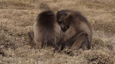 Gelada monkeys (Theropithecus gelada) in Simien mountains, Ethiopia, Africa Stock Footage 109557374