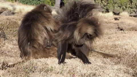 Gelada monkeys (Theropithecus gelada) in Simien mountains, Ethiopia, Africa 库存影片 109557417