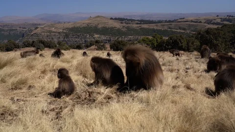 Gelada monkeys (Theropithecus gelada) in Simien mountains, Ethiopia, Africa Stockbeeldmateriaal 109557441