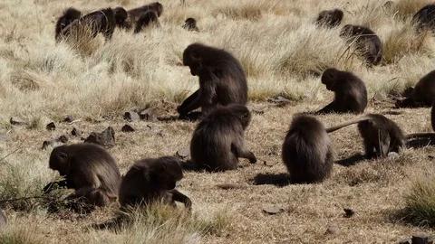 Gelada monkeys (Theropithecus gelada) in Simien mountains, Ethiopia, Africa Stockbeeldmateriaal 109557532