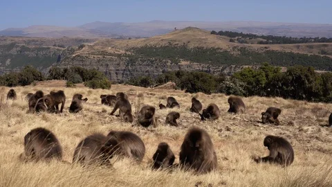 Gelada monkeys (Theropithecus gelada) in Simien mountains, Ethiopia, Africa Stockbeeldmateriaal 110693862