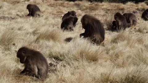 Gelada monkeys (Theropithecus gelada) in Simien mountains, Ethiopia, Africa Stockbeeldmateriaal 110694179