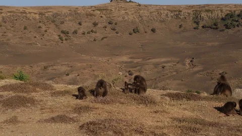 Gelada monkeys (Theropithecus gelada) in Simien mountains, Ethiopia, Africa Stockbeeldmateriaal 110694332
