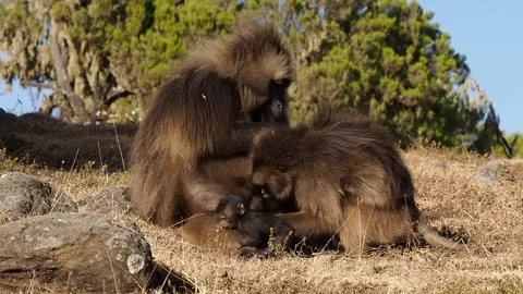 Gelada monkeys (Theropithecus gelada) in Simien mountains, Ethiopia, Africa Stockbeeldmateriaal 110694440