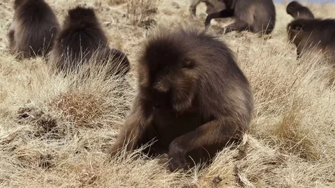 Gelada monkeys, Theropithecus gelada in Simien mountains, Ethiopia, Africa Stockbeeldmateriaal 111267588