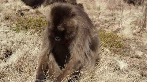 Gelada monkeys, Theropithecus gelada in Simien mountains, Ethiopia, Africa Stockbeeldmateriaal 111267690