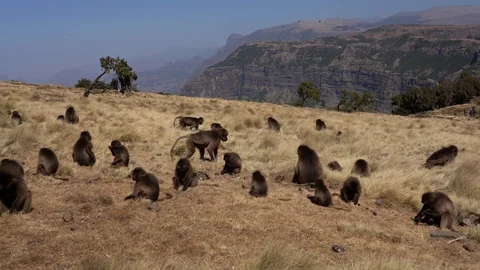 Gelada monkeys (Theropithecus gelada) in Simien mountains, Ethiopia, Africa 库存影片 111267812