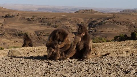 Gelada monkeys, Theropithecus gelada in Simien mountains, Ethiopia, Africa Stockbeeldmateriaal 111267831