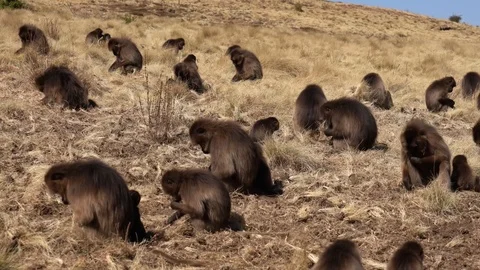 Gelada monkeys, Theropithecus gelada in Simien mountains, Ethiopia, Africa Stockbeeldmateriaal 111526195