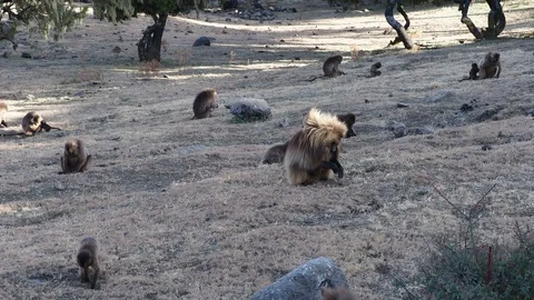 Gelada monkeys, Theropithecus gelada in Simien mountains, Ethiopia, Africa Stockbeeldmateriaal 111526276