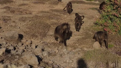 Gelada monkeys, Theropithecus gelada in Simien mountains, Ethiopia, Africa Stockbeeldmateriaal 111526312