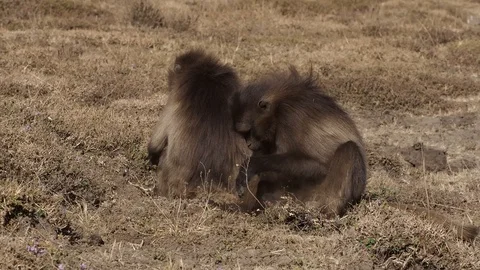Gelada monkeys (Theropithecus gelada) in Simien mountains, Ethiopia, Africa Stockbeeldmateriaal 111939703