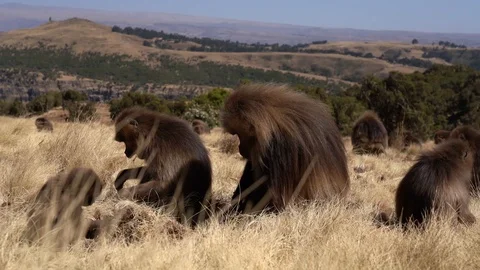 Gelada monkeys (Theropithecus gelada) in Simien mountains, Ethiopia, Africa Stockbeeldmateriaal 111939987