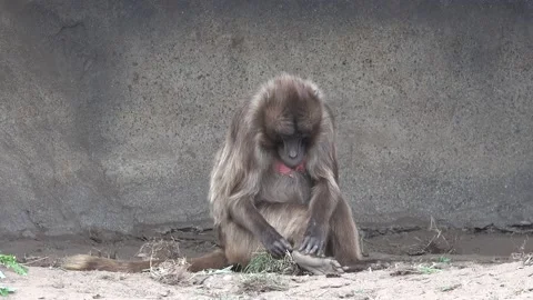 Gelada monkeys (Theropithecus gelada), in a zoo setting in the UK. Stock Footage 167259239
