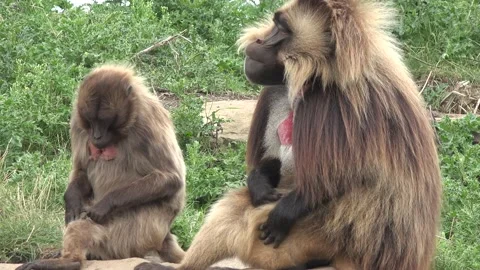 Gelada monkeys (Theropithecus gelada), in a zoo setting in the UK. Stockbeeldmateriaal 167259258