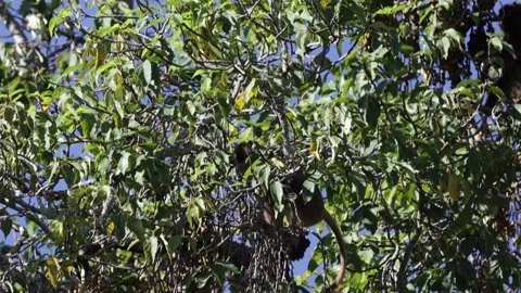 Gelada move in tree looking for ripe fruits Vidéo 259983073