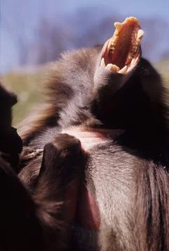 Gelada Stock Photos