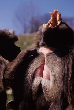 Gelada Stock Photos