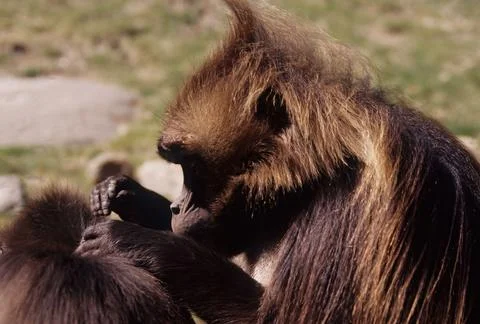 Gelada Stock Photos