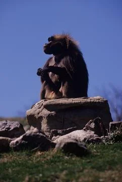 Gelada Stock Photos