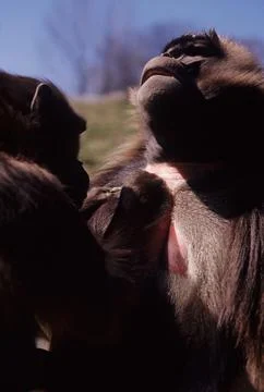 Gelada Stock Photos