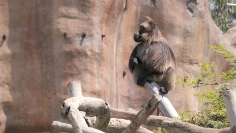 Gelada on the rock Video stock 205330815