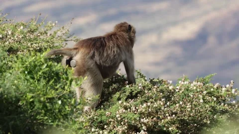 Gelada sit in forest canopy feeding on flowers Stock Footage 258541641